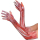 846381-55 - Blutige Handschuhe, Accessoire, Knochen, Adern und Sehnen, Zombie,
